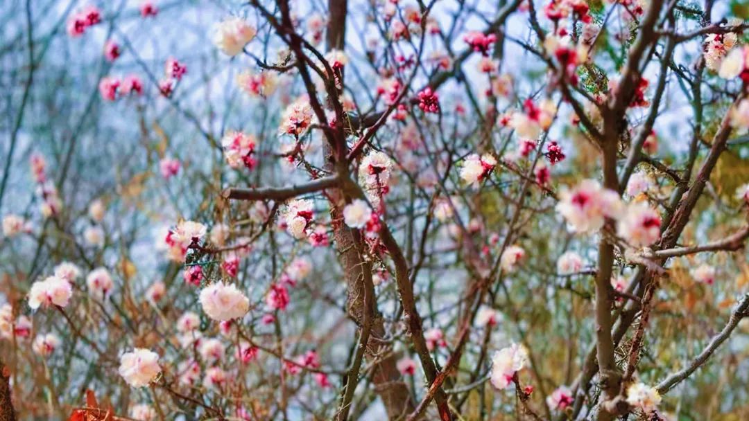 1743833301129099227.jpg 156c396fe6b2261076a1b43407aaac7.jpg