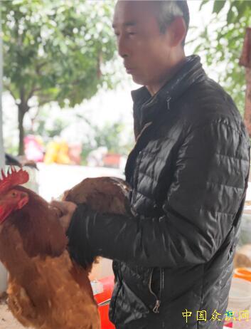 阆中市伊甸园家庭农场高质量发展土鸡土鸭，对外开放销售模式点亮乡村振兴