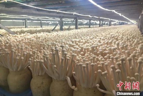 图为南方企业青睐甘肃甘州区资源，落地生产海鲜菇。　闫姣 摄