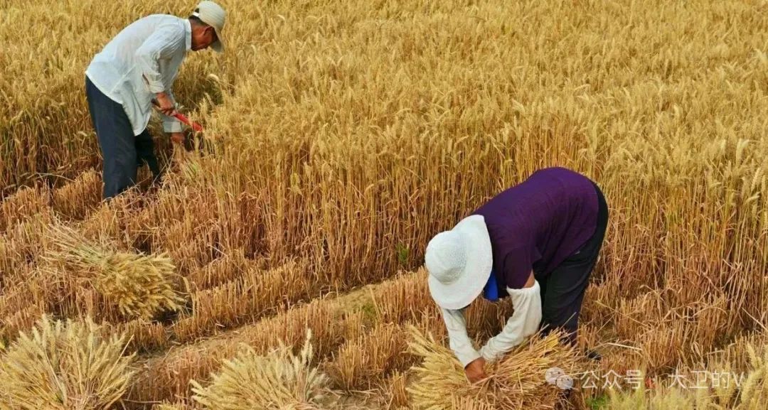 【原创】忆孩提时代的麦收（散文）_罗文博-011_新浪博客